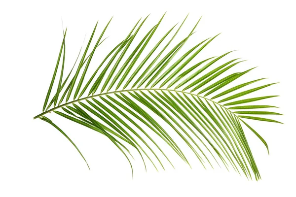 Schöne Tropische Palme Blatt Auf Weißem Hintergrund — Stockfoto