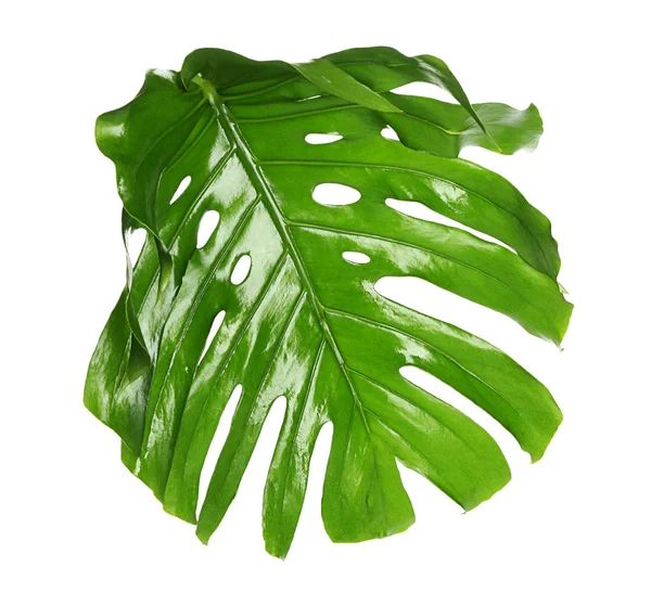 Fresh Tropical Monstera Leaf White Background — Stock Photo, Image