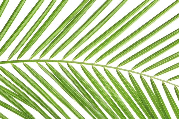 Hermosa Hoja Palma Tropical Sobre Fondo Blanco —  Fotos de Stock