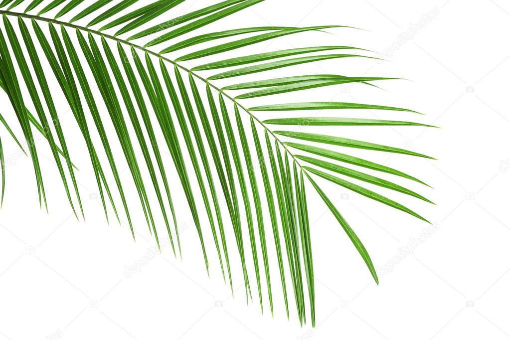 Beautiful tropical palm leaf on white background