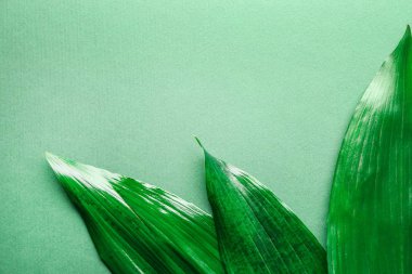 Güzel tropikal Aspidistra renk arka plan üzerinde bırakır
