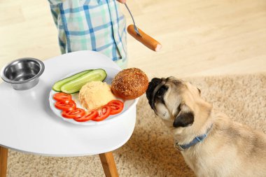 Küçük çocuk evde sosis ile şirin pug köpek besleme