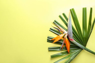 Renk arka plan üzerinde güzel cennet kuşu çiçeği ve tropikal yaprak