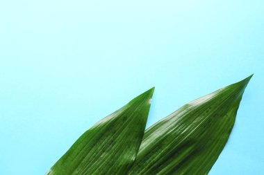 Tropikal yapraklar renk arka plan üzerinde