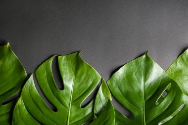 Monstera yaprakları koyu arka plan üzerinde