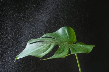 Monstera yaprak su ile koyu arka plan üzerinde damla