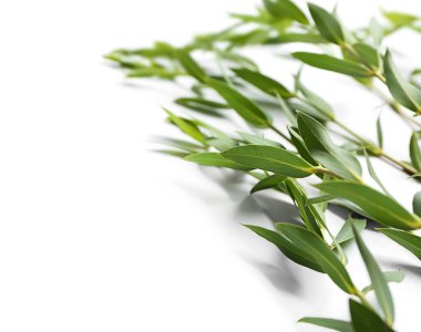 Beyaz arka plan üzerinde tropikal bitki dalları