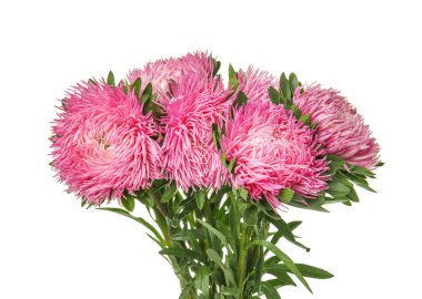 güzel kasımpatı çiçekleri beyaz zemin üzerine