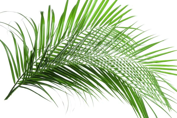 Vackra Palmblad Tropiska Vit Bakgrund — Stockfoto
