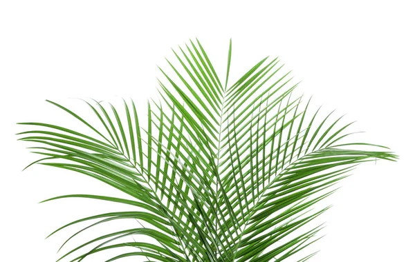 Красиве Листя Тропічної Пальми Білому Тлі — стокове фото