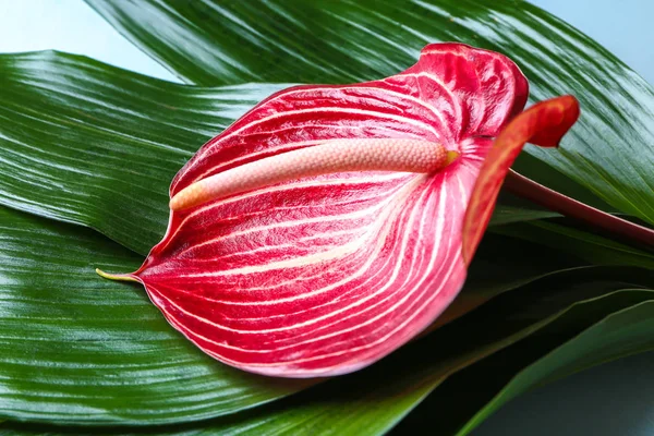 Beautiful Anthurium Flower Tropical Leaves Closeup — Stock Photo, Image