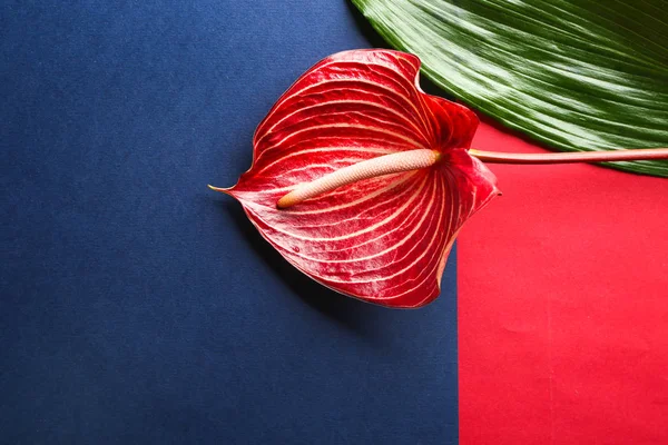 Anturium Piękny Kwiat Kolor Tła — Zdjęcie stockowe