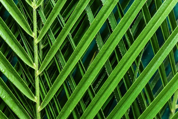 Tropical Palm Leaves Closeup — Stock Photo, Image