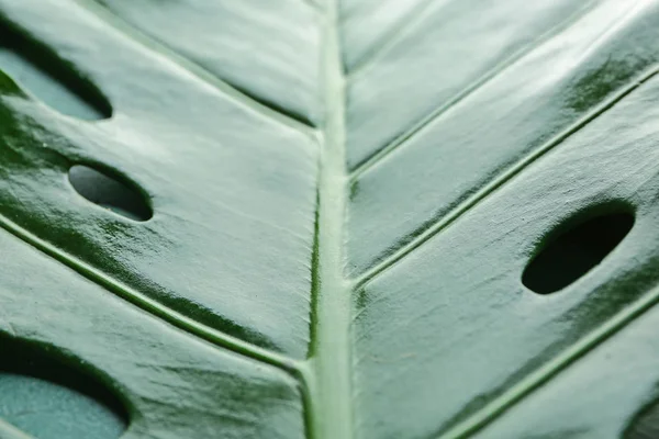 Green Tropical Leaf Closeup — Stock Photo, Image