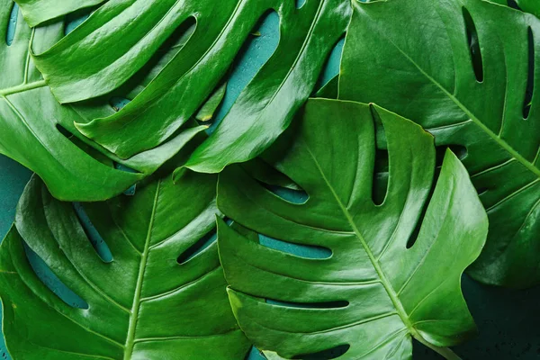 Monstera Blad Som Bakgrund — Stockfoto