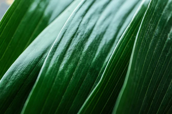 Green Tropical Leaves Closeup — Stock Photo, Image