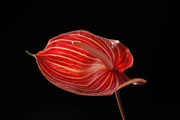 Bela Flor Antúrio Fundo Escuro — Fotografia de Stock