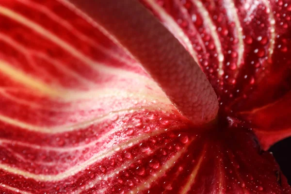 Hermosa Flor Anturio Con Gotas Agua Primer Plano — Foto de Stock