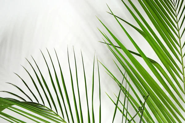 Verse Tropische Palm Bladeren Witte Achtergrond — Stockfoto
