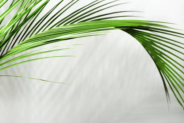 白色背景的新鲜热带棕榈叶 — 图库照片