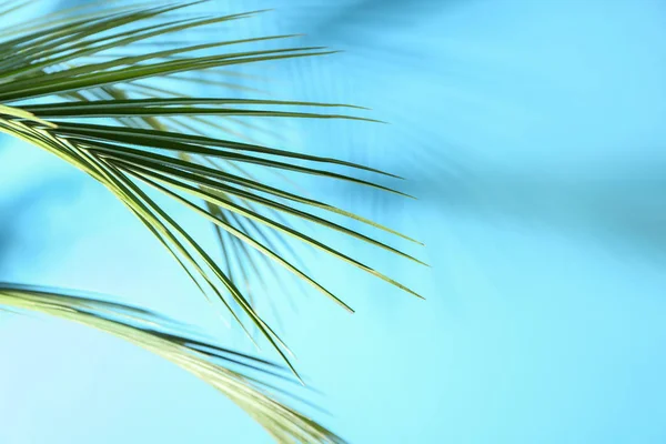 Renkli Arkaplanda Taze Tropikal Palmiye Yaprakları — Stok fotoğraf