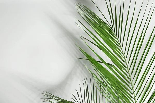 Verse Tropische Palm Bladeren Witte Achtergrond — Stockfoto