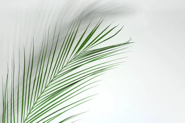 Färsk Tropisk Palm Leaf Vit Bakgrund — Stockfoto