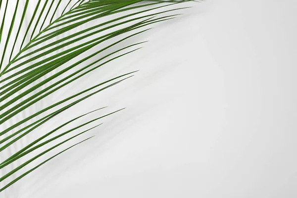 Beyaz Arka Plan Üzerinde Taze Tropikal Palmiye Yaprağı — Stok fotoğraf