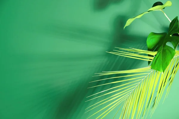 Fresh Tropical Palm Leaves Color Background — Stock Photo, Image