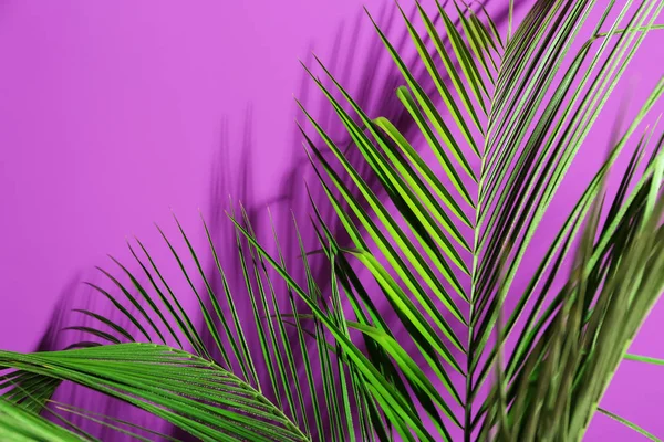 Fresco Foglie Palma Tropicale Sfondo Colore — Foto Stock
