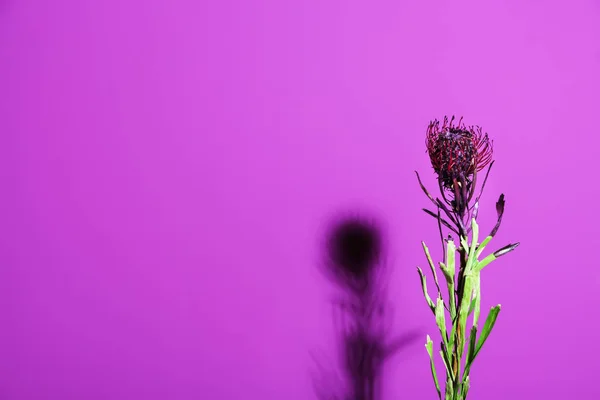 色系背景上美丽的菊花 — 图库照片