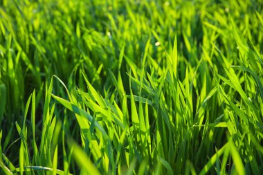 Güneşli bir günde yeşil buğday tarlası