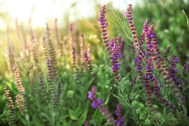 Alan bahar gününde güzel adaçayı çiçekleri