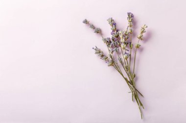 Renkli arkaplanda güzel lavanta çiçekleri