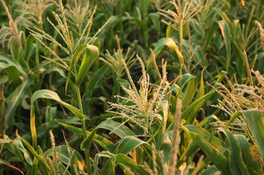 Tarlada büyüyen mısır