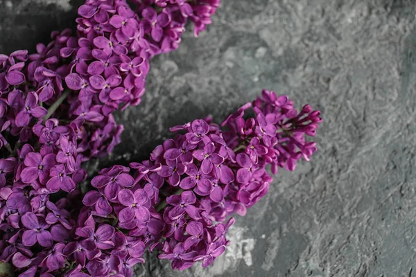 Vackra Blommande Syren Grå Bakgrund — Stockfoto