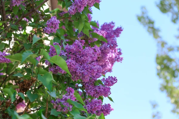 Floração Lilás Contra Céu Azul — Fotografia de Stock