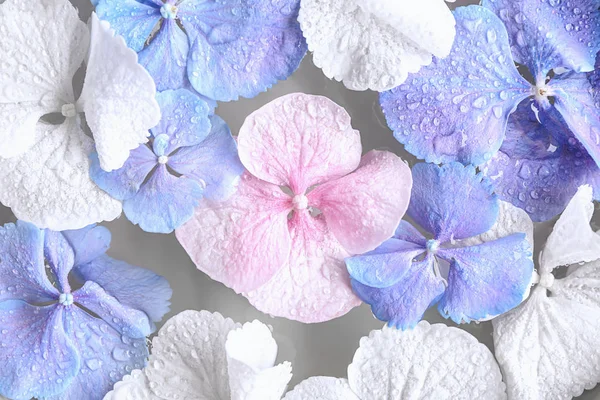 Hermosas Flores Hortensias Agua Primer Plano — Foto de Stock