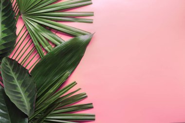 Renkli arkaplanda taze tropikal yapraklar