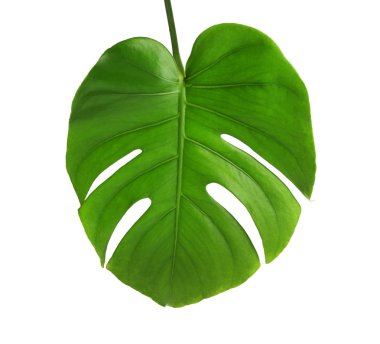 Taze tropikal monstera yaprak beyaz arka plan üzerinde