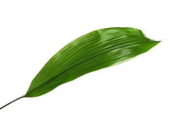 Güzel tropikal Aspidistra yaprak beyaz arka plan üzerinde