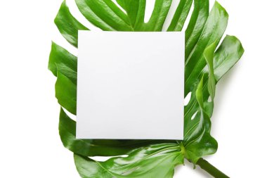 Monstera yaprakları ve beyaz arka plan üzerinde boş kartı