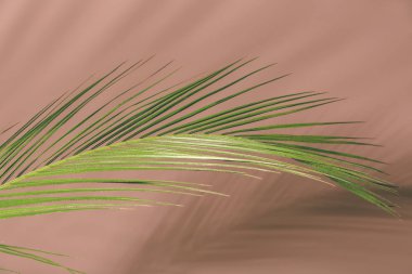 Renkli arkaplanda taze tropik palmiye yaprağı
