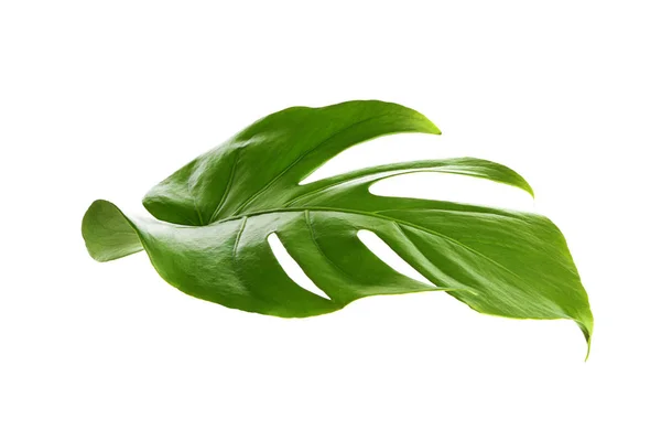 Färska Tropiska Monstera Blad Vit Bakgrund — Stockfoto