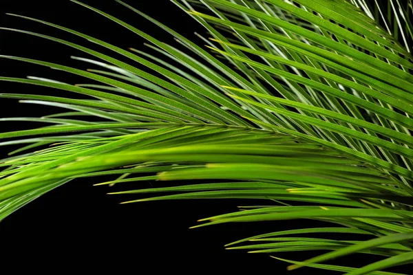 Tropical Palm Leaves Dark Background Closeup — Stock Photo, Image