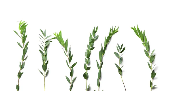 Ramas Plantas Tropicales Sobre Fondo Blanco —  Fotos de Stock