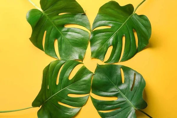 Färsk Monstera Blad Färgbakgrund — Stockfoto