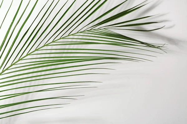 Verse Tropische Palm Leaf Witte Achtergrond — Stockfoto
