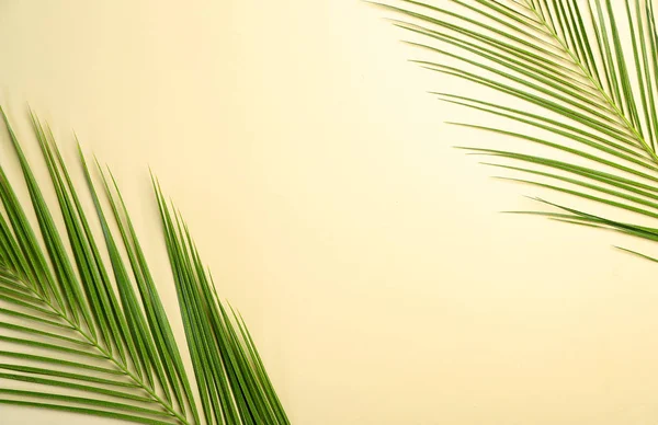 阳光背景下的新鲜热带棕榈叶 — 图库照片