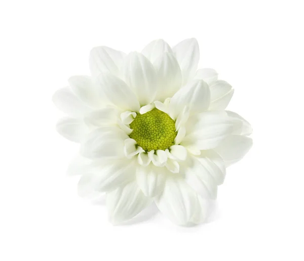 Beautiful Chrysanthemum Flower White Background — Stock Photo, Image